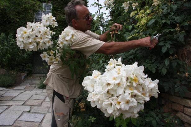 Garten-Pflege im Sommer