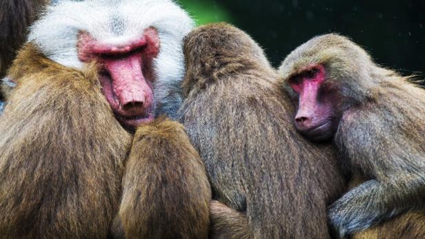 Rätsel um Paviane in niederländischem Zoo