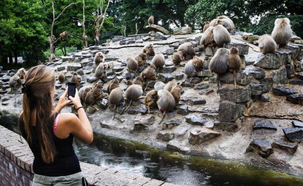 Rätsel um Paviane in niederländischem Zoo