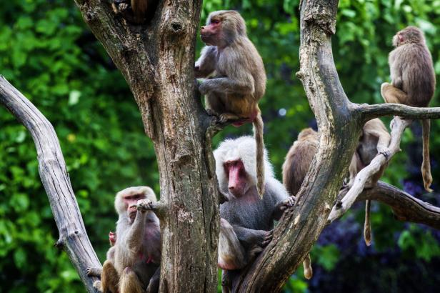 Rätsel um Paviane in niederländischem Zoo