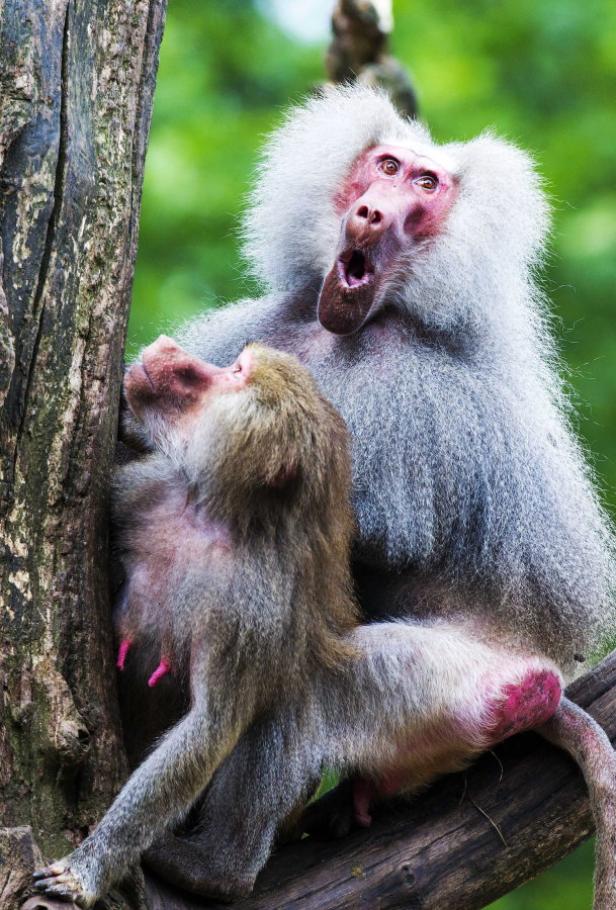 Rätsel um Paviane in niederländischem Zoo