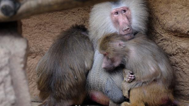 Rätsel um Paviane in niederländischem Zoo