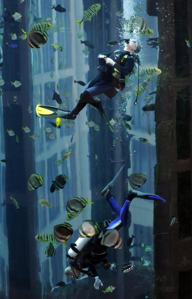 Zwei Taucher umgeben von Fischen in einem großen Aquarium.