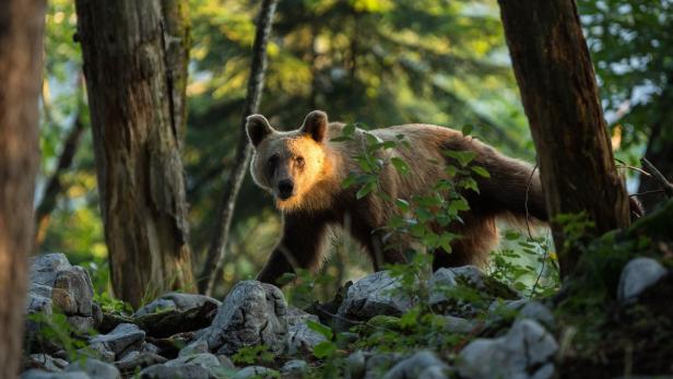 Bärenschutz in Bildern