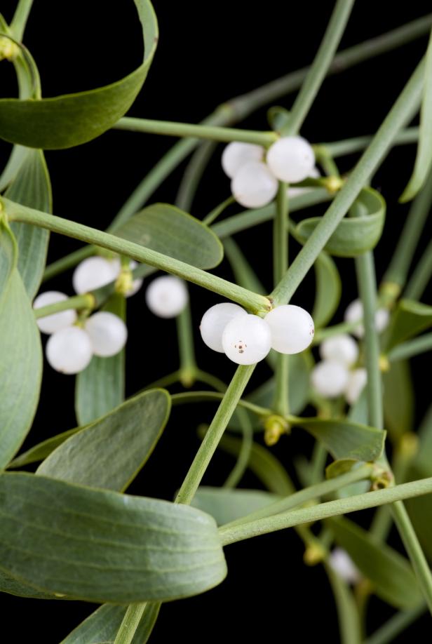 Nahaufnahme von Mistelzweigen mit weißen Beeren vor schwarzem Hintergrund.