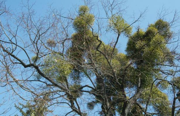 Ein Baum mit vielen Misteln vor einem blauen Himmel.