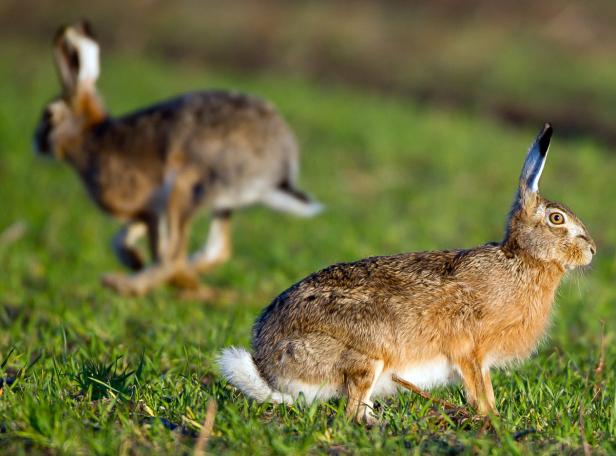 Zwei Hasen auf einer grünen Wiese, einer davon rennt.
