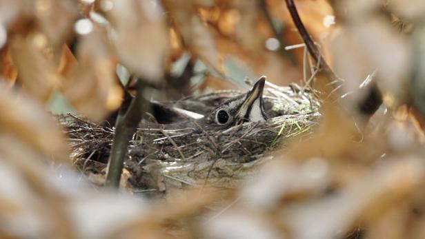 Ein junger Vogel liegt in einem Nest aus Zweigen und Blättern.