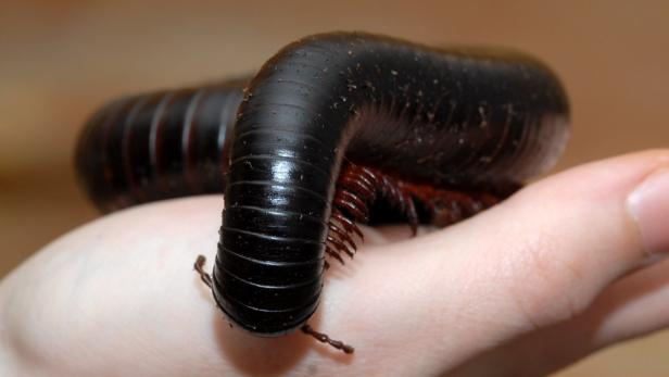 Ein großer, schwarzer Tausendfüßler kriecht über eine Hand.