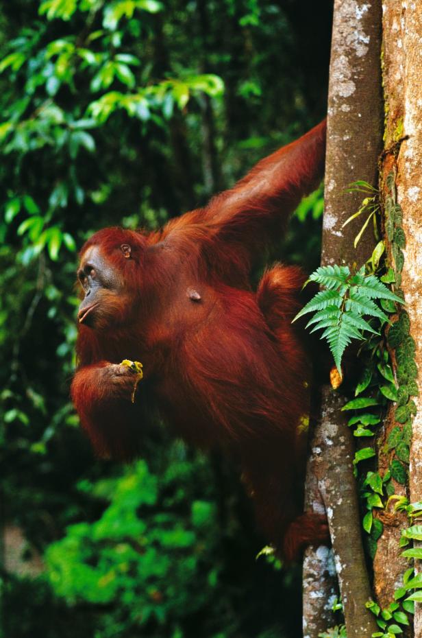 Ein Orang-Utan klettert an einem Baumstamm im dichten Grün des Regenwaldes.