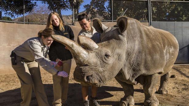 Tierpfleger geben einem Nashorn im Zoo Futter.