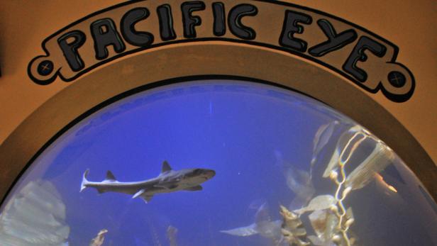 "Pacific Eye": Einblicke in neue Lebenswelt