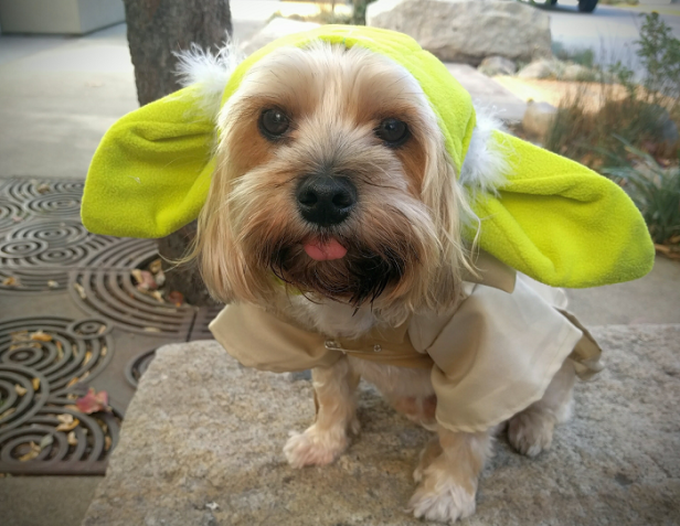 Ein Hund ist als Yoda aus „Star Wars“ verkleidet.