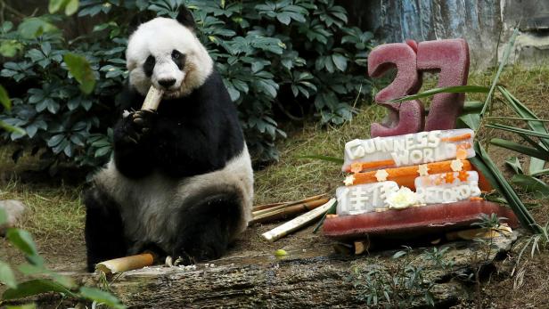 Ältester Panda der Welt musste eingeschläfert werden