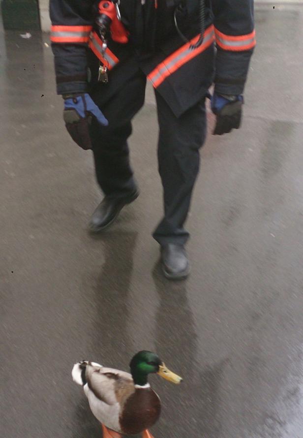 Ein Feuerwehrmann geht auf einer nassen Straße, während eine Ente zusieht.