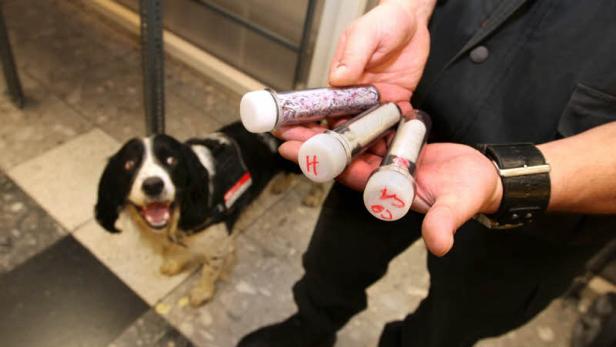 Hundsarbeit auf dem Flughafen: "Wir kontrollieren in der Ankunfts- und Abflughalle und direkt am Gate" Hundsarbeit auf dem Flughafen: "Wir kontrollieren in der Ankunfts- und Abflughalle und direkt am Gate"