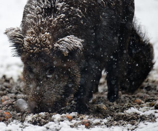 So überwintern Tiere in der Au