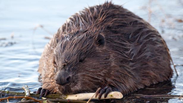 So überwintern Tiere in der Au