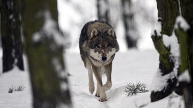 So überwintern Tiere in der Au