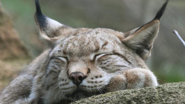 So überwintern Tiere in der Au