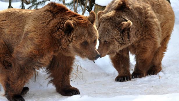 So überwintern Tiere in der Au