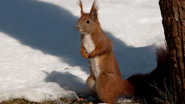 So überwintern Tiere in der Au