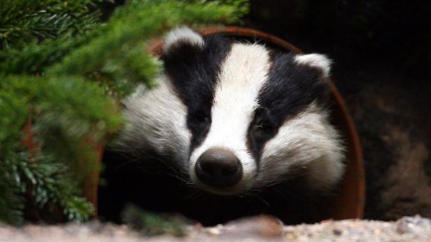 So überwintern Tiere in der Au