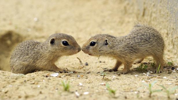 So überwintern Tiere in der Au