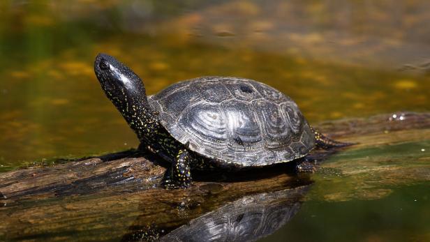 So überwintern Tiere in der Au