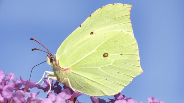 So überwintern Tiere in der Au