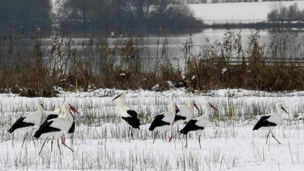 So überwintern Tiere in der Au