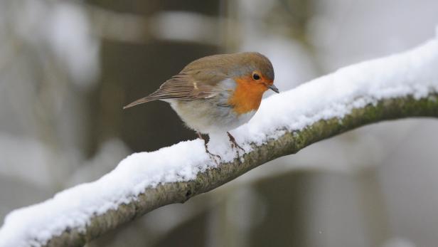 So überwintern Tiere in der Au