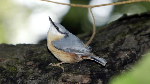 So überwintern Tiere in der Au