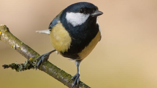 So überwintern Tiere in der Au