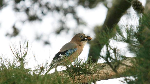 So überwintern Tiere in der Au