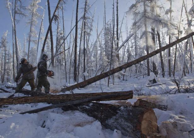 Zwei Männer fällen im verschneiten Wald Bäume mit einer Kettensäge.