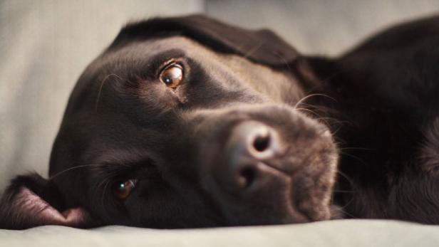 Ein brauner Labrador liegt entspannt auf einer hellen Oberfläche.