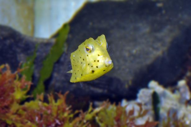 Der "herzigste Fisch der Welt" im Haus des Meeres