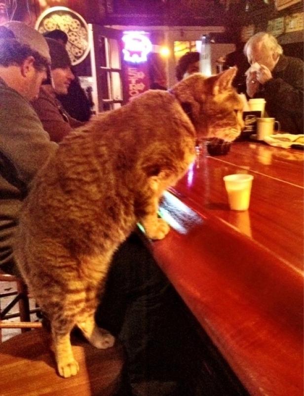 Eine getigerte Katze steht an einer Bar und schaut aufmerksam nach rechts.