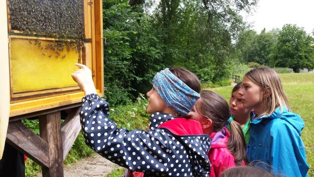 Eine Gruppe Kinder beobachtet Bienen in einem Bienenstock.