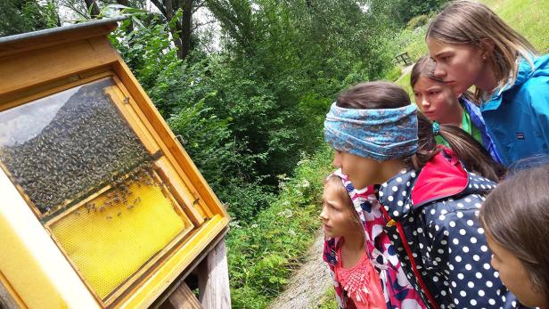 Eine Gruppe Kinder betrachtet einen Bienenstock mit vielen Bienen.