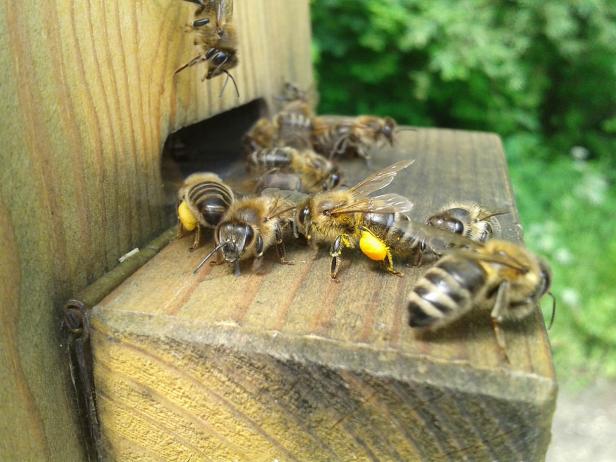 Bienen mit Pollenhöschen vor einem Bienenhaus.