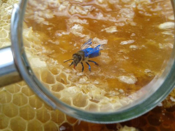 Eine mit blauer Farbe markierte Biene sitzt auf einer Honigwabe.