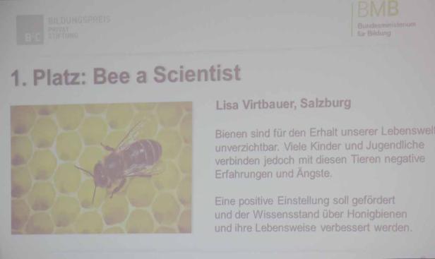 Eine Biene sitzt auf einer gelben Bienenwabe.