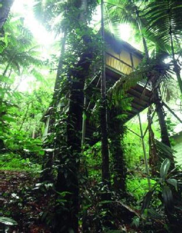 Ein Baumhaus inmitten üppiger, grüner Vegetation.