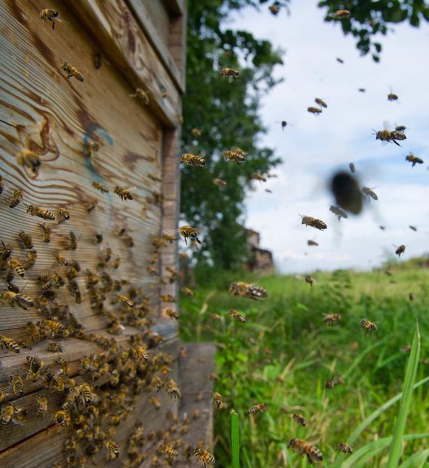 Bienenverluste durch Winterkälte und Milben "Hilft Bienenluft gegen Asthma?"