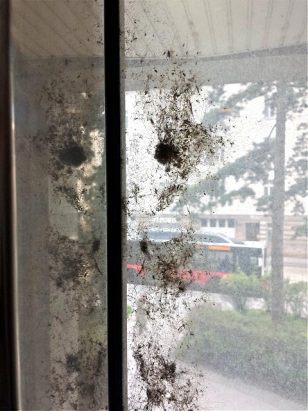Maroder Polizeiposten: Parteienverkehr unter Spinnweben