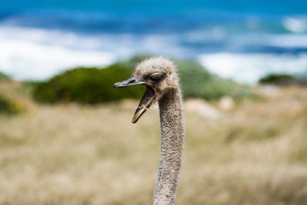 Südafrika: Ein Land voller Gegensätze