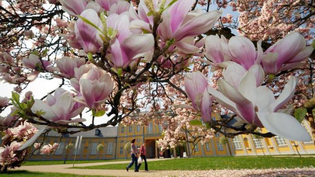 April, Mai: Was blüht denn da?