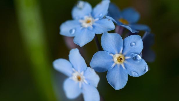 April, Mai: Was blüht denn da?